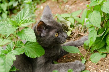 Kara kedi Tayland 'da uyuyor.