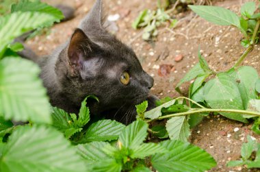 Kara kedi Tayland 'da uyuyor.