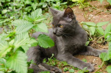 Kara kedi Tayland 'da uyuyor.