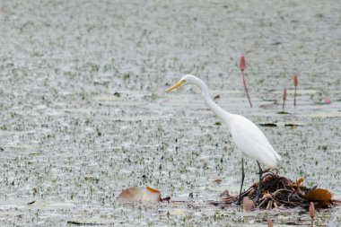 Yaprak Lotus üzerinde zambak pedleri arasında yürümek için büyük ayaklar kullanma