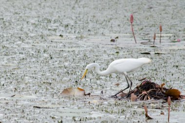 Yaprak Lotus üzerinde zambak pedleri arasında yürümek için büyük ayaklar kullanma