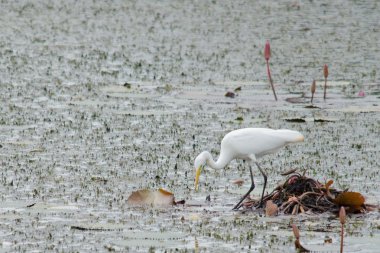 Yaprak Lotus üzerinde zambak pedleri arasında yürümek için büyük ayaklar kullanma