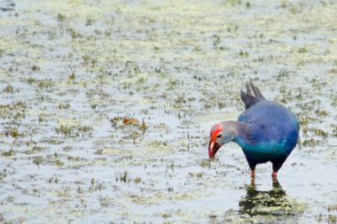 Yaprak Lotus üzerinde zambak pedleri arasında yürümek için büyük ayaklar kullanma