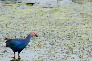 Yaprak Lotus üzerinde zambak pedleri arasında yürümek için büyük ayaklar kullanma