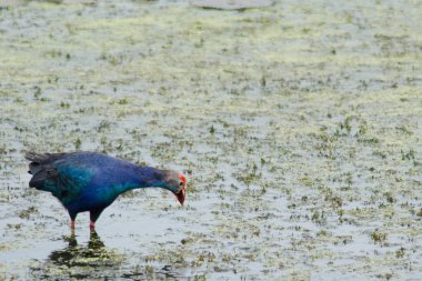 Yaprak Lotus üzerinde zambak pedleri arasında yürümek için büyük ayaklar kullanma