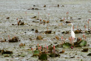 Yaprak Lotus üzerinde zambak pedleri arasında yürümek için büyük ayaklar kullanma