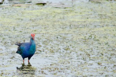 Yaprak Lotus üzerinde zambak pedleri arasında yürümek için büyük ayaklar kullanma