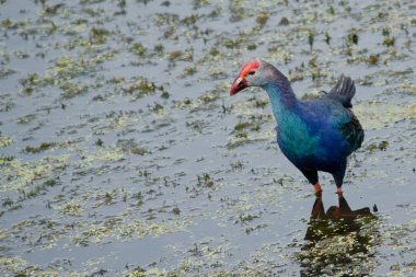 Yaprak Lotus üzerinde zambak pedleri arasında yürümek için büyük ayaklar kullanma