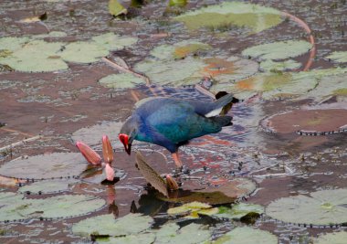 Yaprak Lotus üzerinde zambak pedleri arasında yürümek için büyük ayaklar kullanma