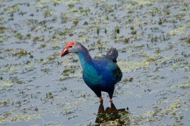 Yaprak Lotus üzerinde zambak pedleri arasında yürümek için büyük ayaklar kullanma