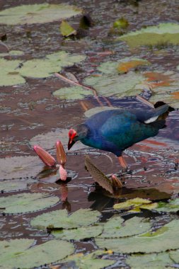 Yaprak Lotus üzerinde zambak pedleri arasında yürümek için büyük ayaklar kullanma