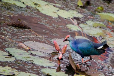Yaprak Lotus üzerinde zambak pedleri arasında yürümek için büyük ayaklar kullanma