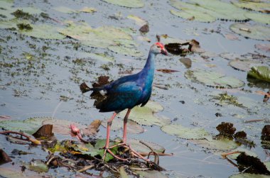 Yaprak Lotus üzerinde zambak pedleri arasında yürümek için büyük ayaklar kullanma