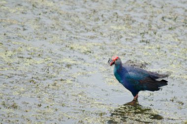 Yaprak Lotus üzerinde zambak pedleri arasında yürümek için büyük ayaklar kullanma