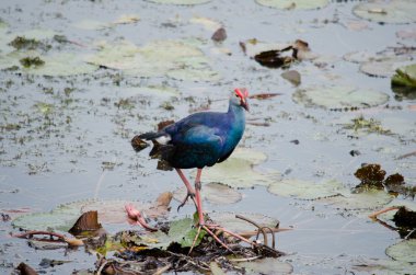 Yaprak Lotus üzerinde zambak pedleri arasında yürümek için büyük ayaklar kullanma