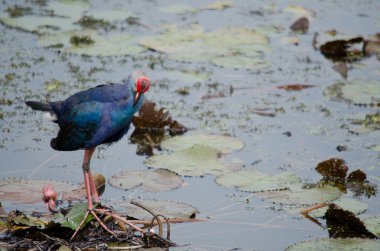 Yaprak Lotus üzerinde zambak pedleri arasında yürümek için büyük ayaklar kullanma