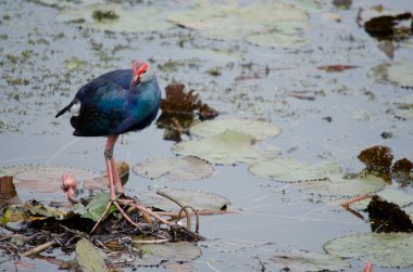 Yaprak Lotus üzerinde zambak pedleri arasında yürümek için büyük ayaklar kullanma