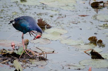 Yaprak Lotus üzerinde zambak pedleri arasında yürümek için büyük ayaklar kullanma