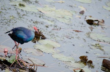 Yaprak Lotus üzerinde zambak pedleri arasında yürümek için büyük ayaklar kullanma