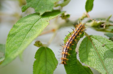 solucan doğası terk yiyor