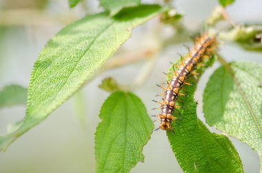 solucan doğası terk yiyor