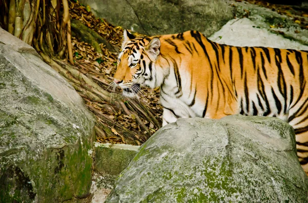 Panthera Tigris Corbetti Tailândia — Fotografia de Stock