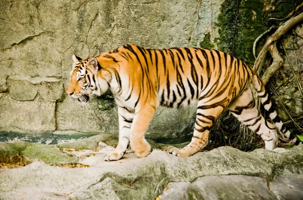 Panthera Tigris Corbetti Tailândia — Fotografia de Stock