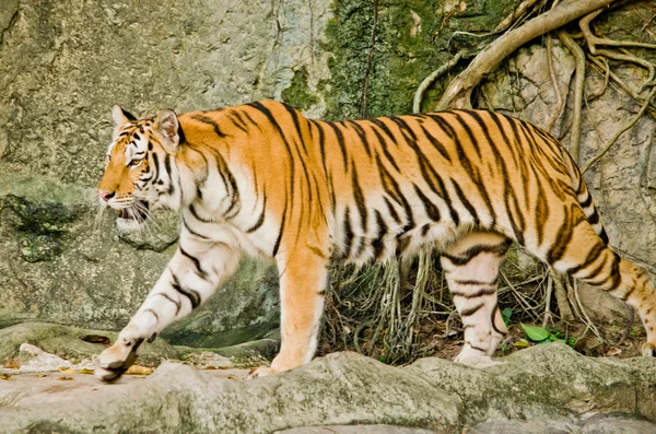 Panthera Tigris Corbetti Tailândia — Fotografia de Stock