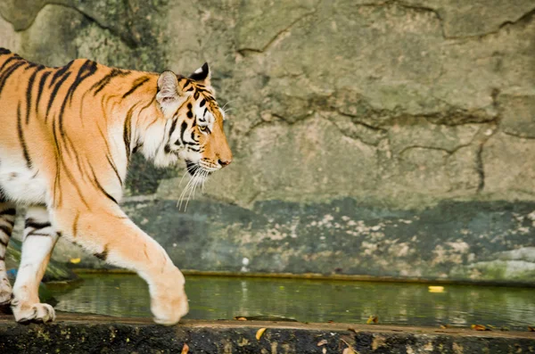 Panthera Tigris Corbetti Tailândia — Fotografia de Stock