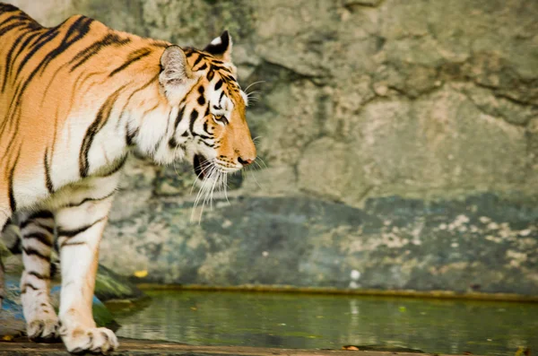 Panthera Tigris Corbetti Στην Ταϊλάνδη — Φωτογραφία Αρχείου