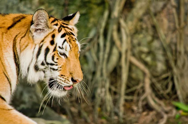 Panthera Tigris Corbetti Thailand —  Fotos de Stock