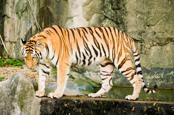 Panthera Tigris Corbetti Thailand — Foto de Stock