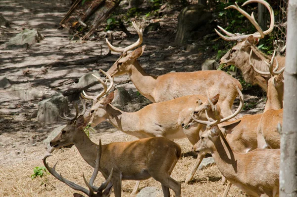 Brow Antlered Deer Live Zoo — Stock Photo, Image