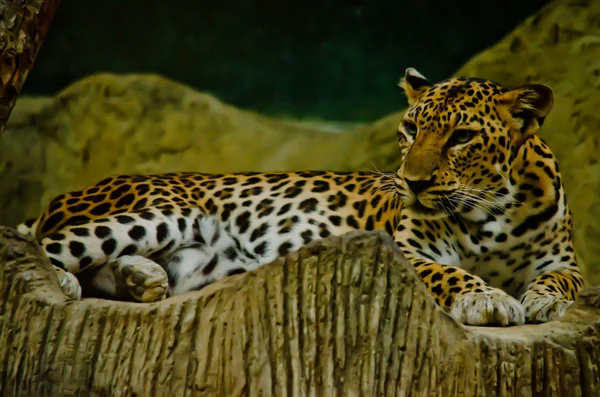 Leopar Hayvanat Bahçesinde Yaşıyor — Stok fotoğraf