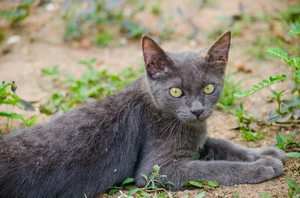 black cat thailand sleep on the ground