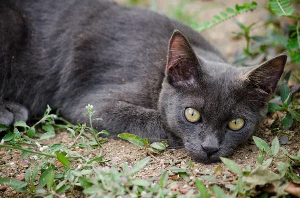 black cat thailand sleep on the ground