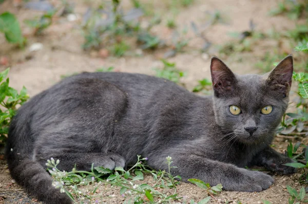 black cat thailand sleep on the ground