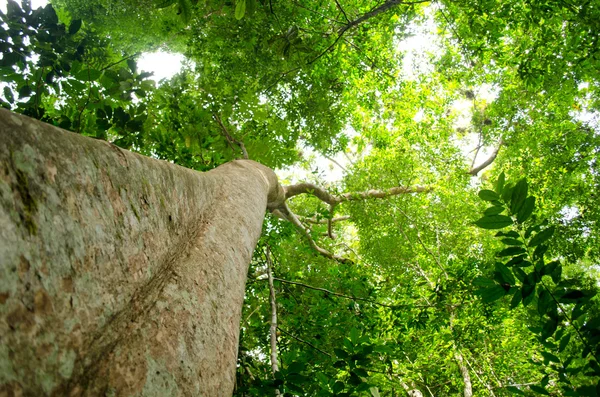 Natural Tienen Gran Árbol Selva Tropical — Foto de Stock