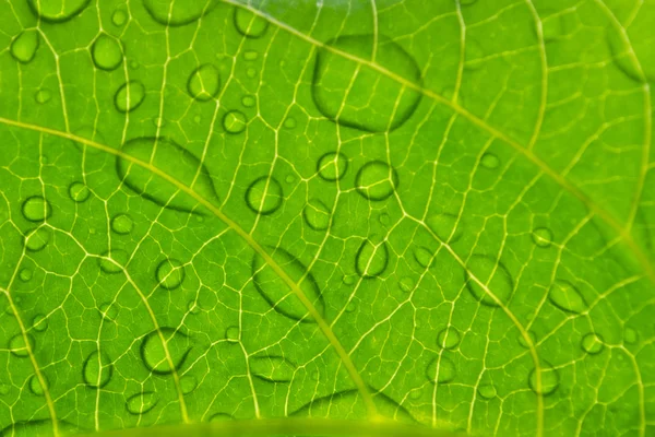 yağmur mevsiminden sonra yeşil yaprak üzerinde su damlası