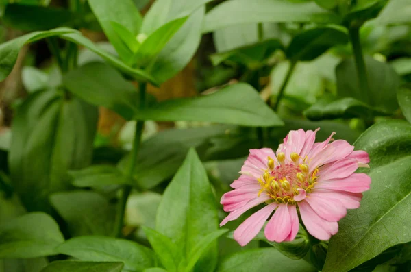 bahçede güzel bir pembe çiçek