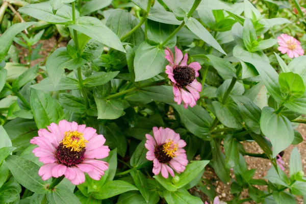 bahçede güzel bir pembe çiçek