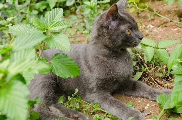 black cat thailand sleep on the ground