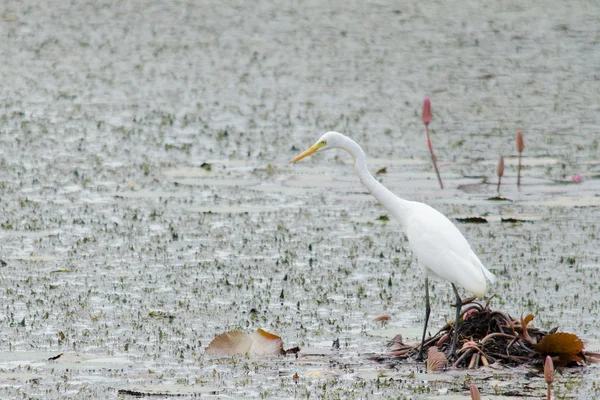 Yaprak Lotus üzerinde zambak pedleri arasında yürümek için büyük ayaklar kullanma