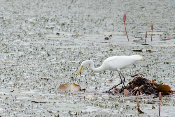 Yaprak Lotus üzerinde zambak pedleri arasında yürümek için büyük ayaklar kullanma