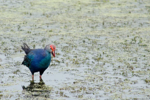 Yaprak Lotus üzerinde zambak pedleri arasında yürümek için büyük ayaklar kullanma