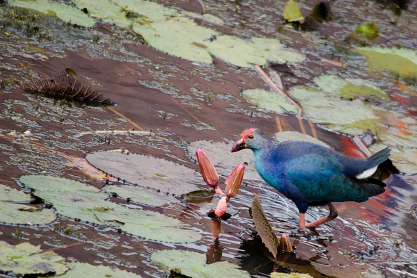 Yaprak Lotus üzerinde zambak pedleri arasında yürümek için büyük ayaklar kullanma