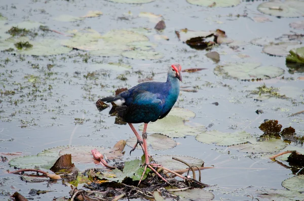 Yaprak Lotus üzerinde zambak pedleri arasında yürümek için büyük ayaklar kullanma