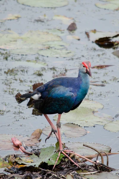 Usando Sus Pies Grandes Para Caminar Través Lily Pads Loto — Foto de Stock