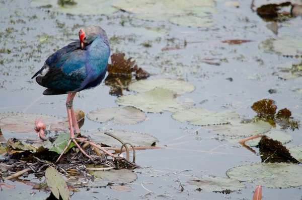 Yaprak Lotus üzerinde zambak pedleri arasında yürümek için büyük ayaklar kullanma