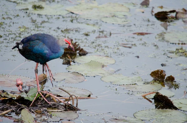 Yaprak Lotus üzerinde zambak pedleri arasında yürümek için büyük ayaklar kullanma